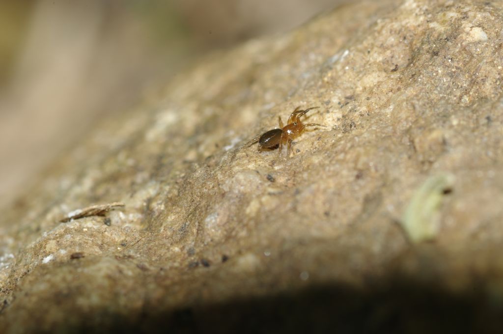 Gnaphosidae - Arcavacata di Rende (CS)